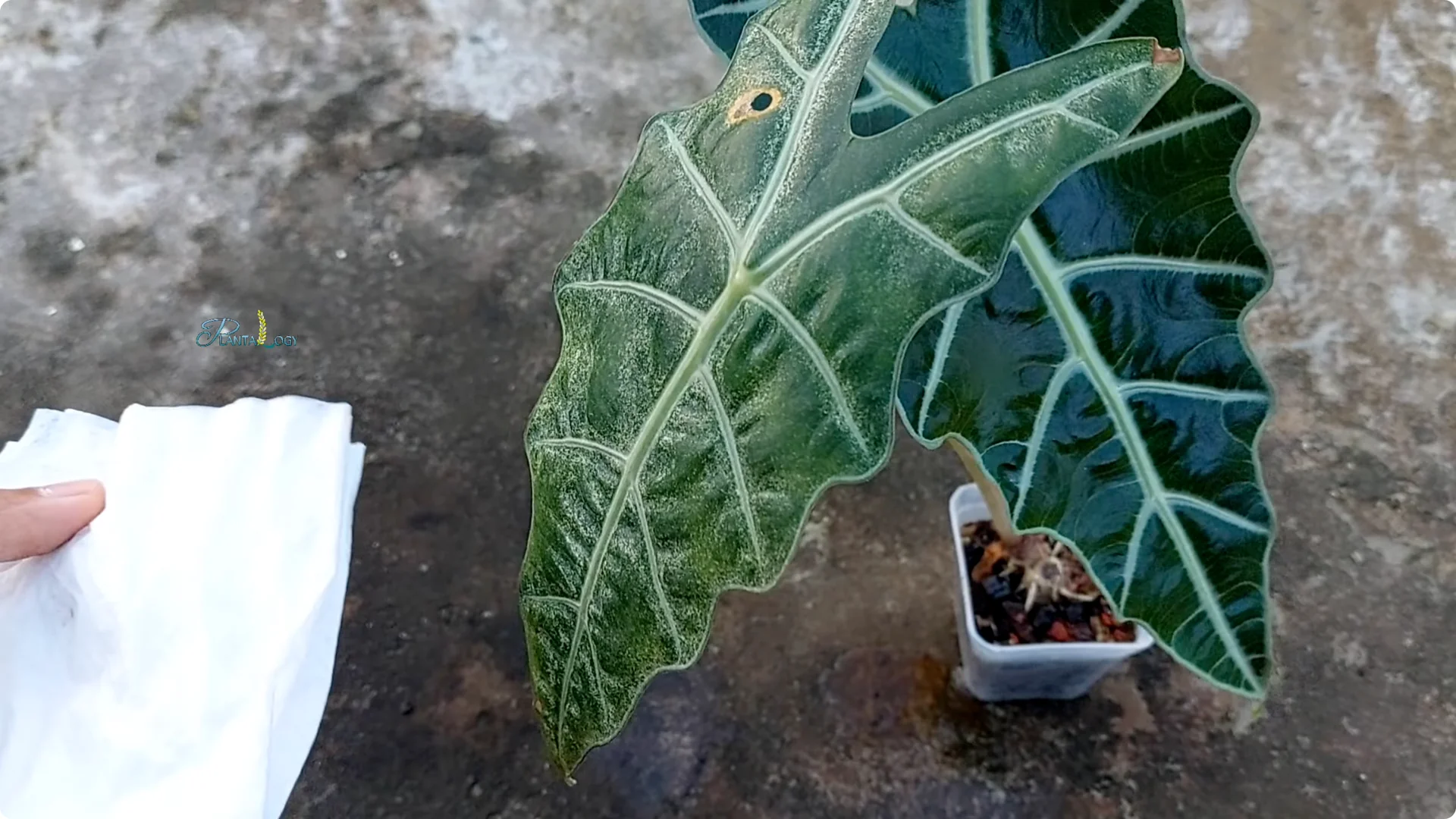 3 Common Mistakes That Harm Your Indoor Alocasia Plants screenshot 3