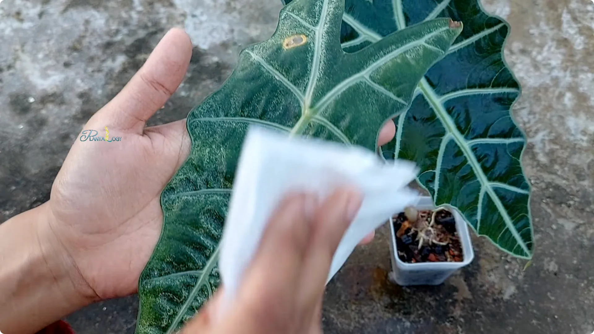 3 Common Mistakes That Harm Your Indoor Alocasia Plants screenshot 4