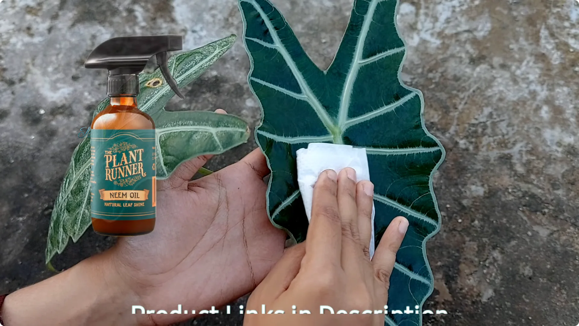 3 Common Mistakes That Harm Your Indoor Alocasia Plants screenshot 5