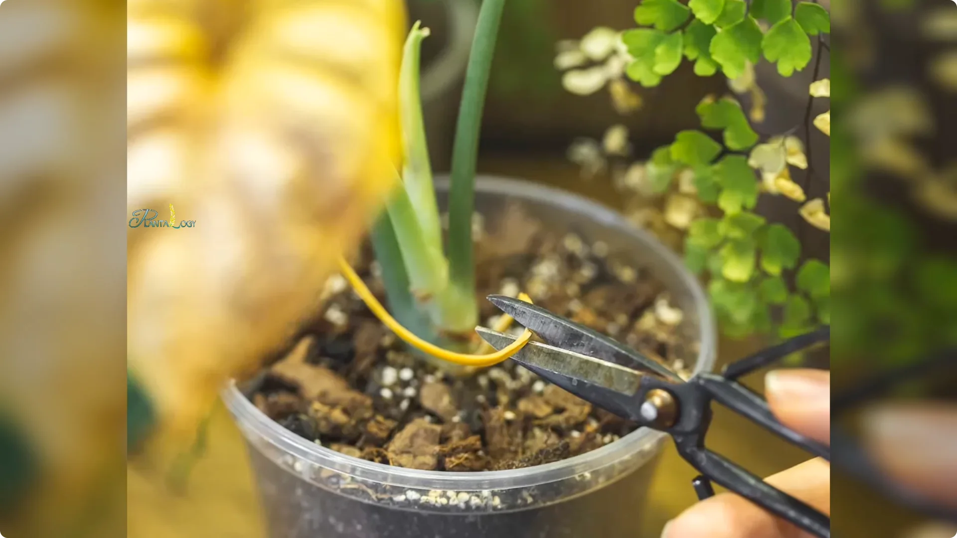 3 Common Mistakes That Harm Your Indoor Alocasia Plants screenshot 7