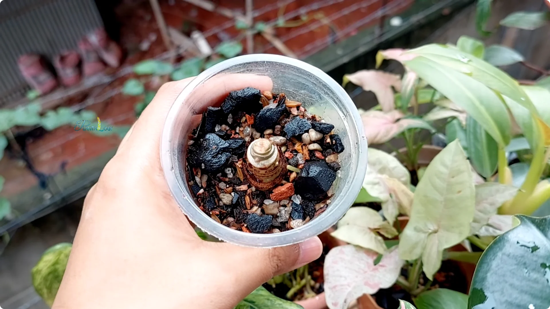 3 Common Mistakes That Harm Your Indoor Alocasia Plants screenshot 8