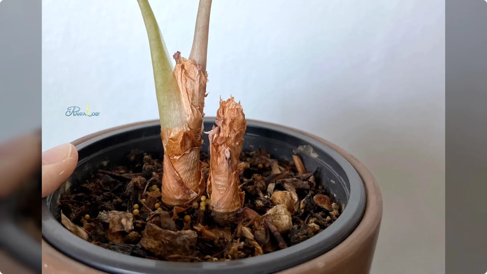 3 Common Mistakes That Harm Your Indoor Alocasia Plants screenshot 9