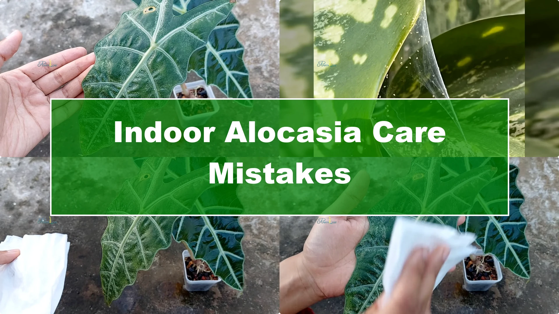 3 Common Mistakes That Harm Your Indoor Alocasia Plants - Featured Image