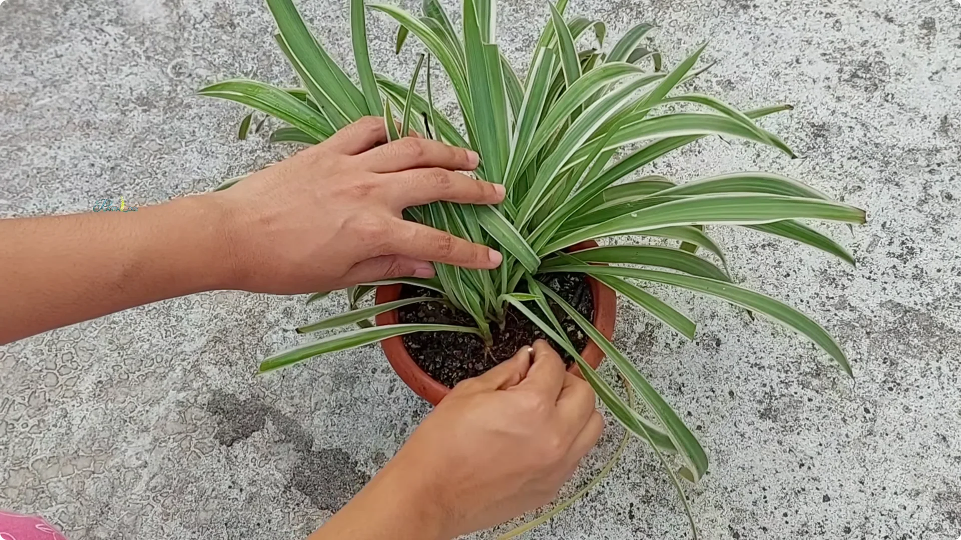 3 Common Spider Plant Care Mistakes to Avoid Indoors screenshot 1