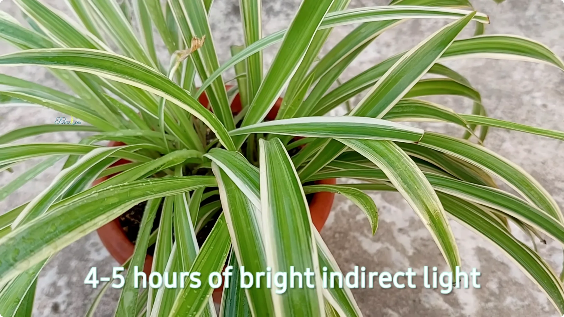 3 Common Spider Plant Care Mistakes to Avoid Indoors screenshot 11