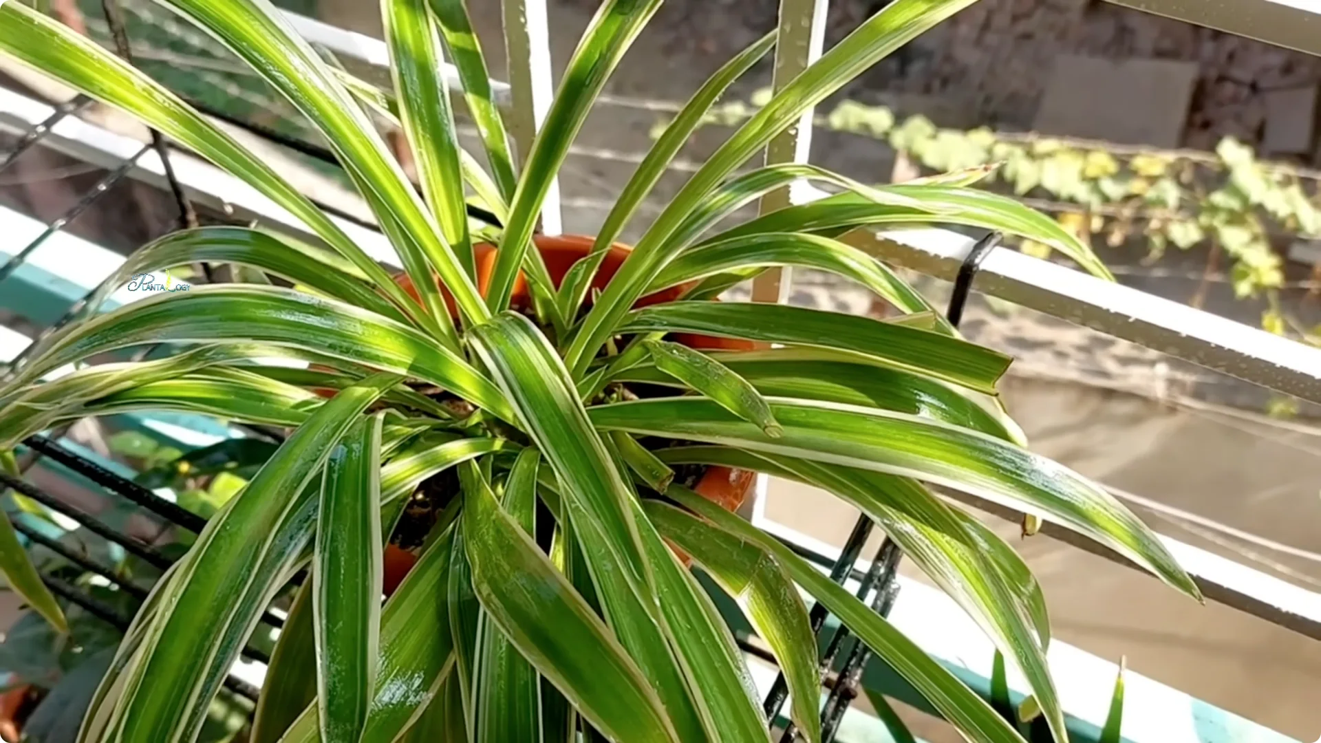 3 Common Spider Plant Care Mistakes to Avoid Indoors screenshot 12