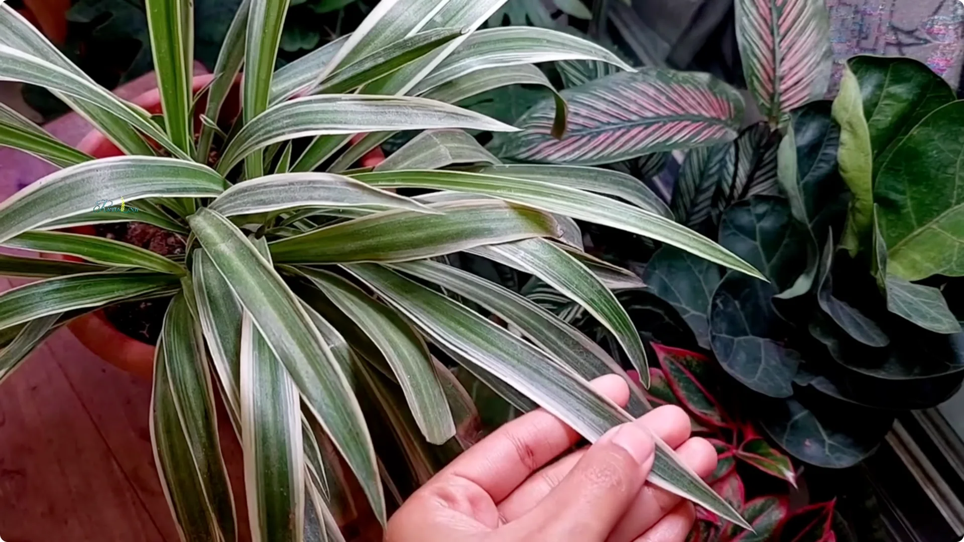 3 Common Spider Plant Care Mistakes to Avoid Indoors screenshot 13