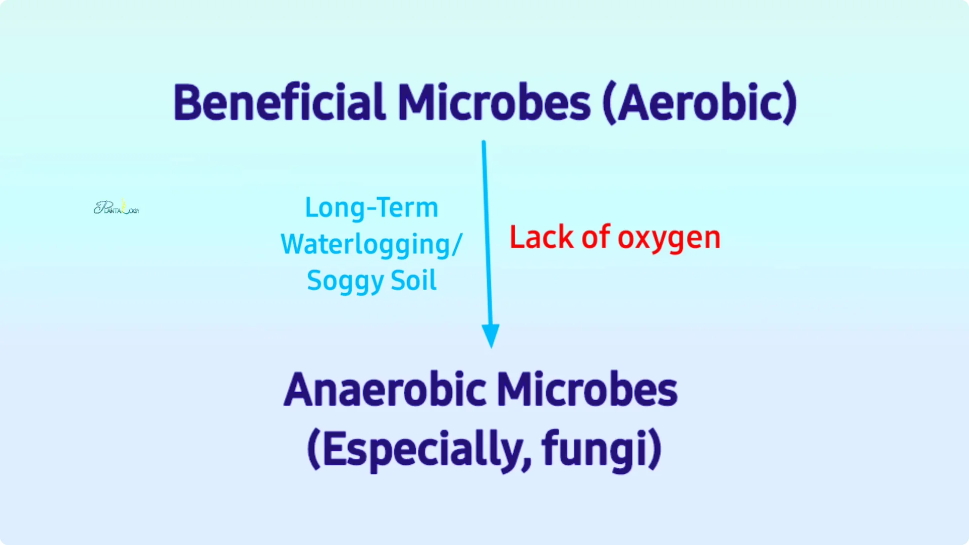 3 Common Spider Plant Care Mistakes to Avoid Indoors screenshot 2