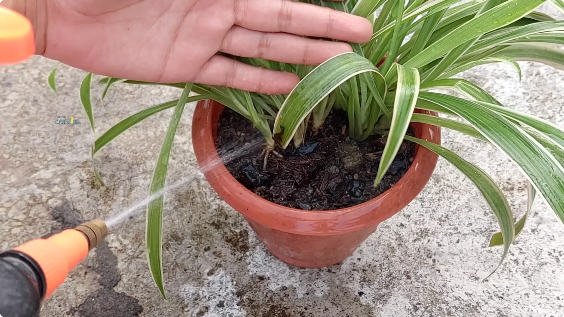 3 Common Spider Plant Care Mistakes to Avoid Indoors screenshot 3