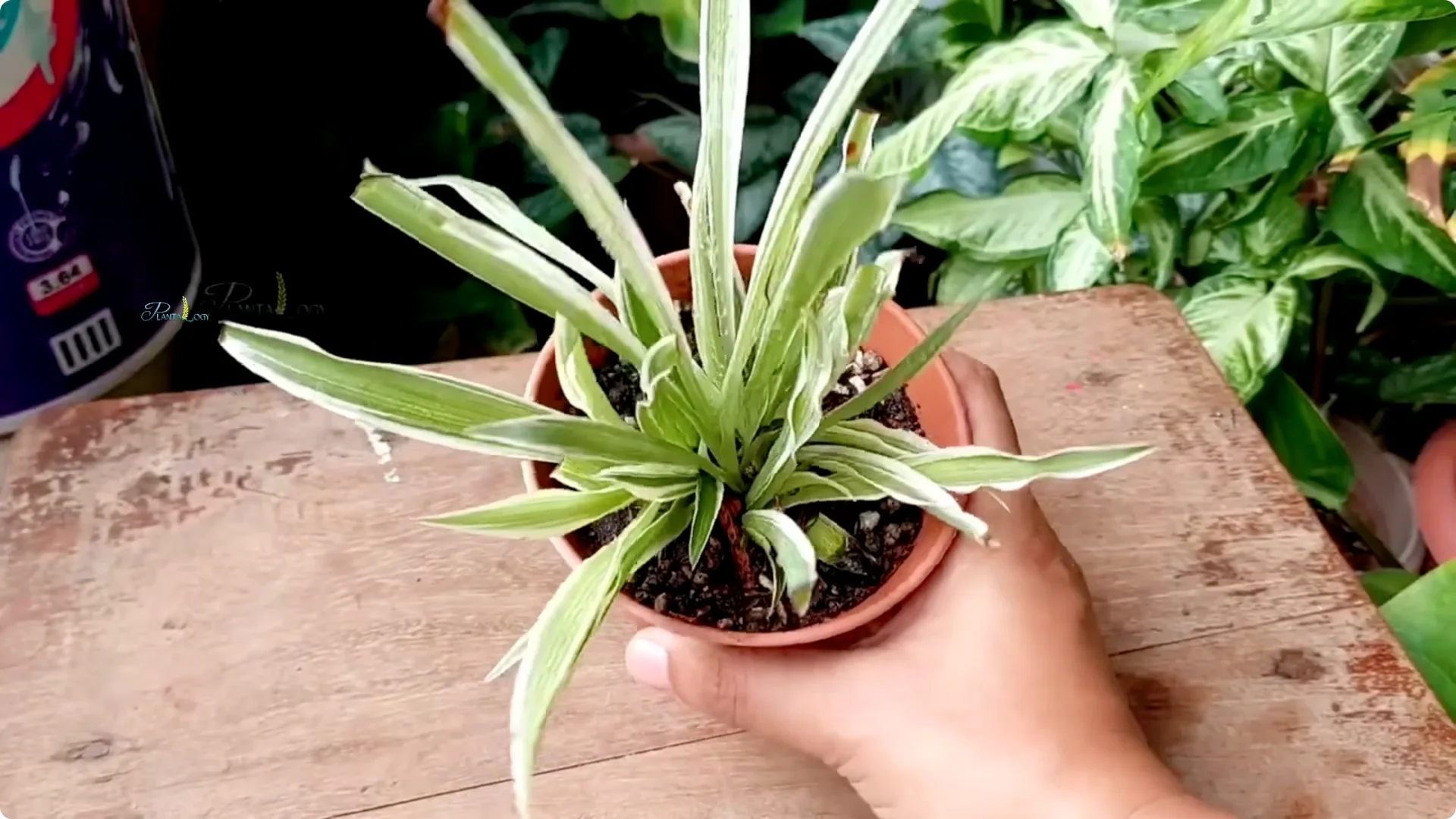 3 Common Spider Plant Care Mistakes to Avoid Indoors screenshot 4