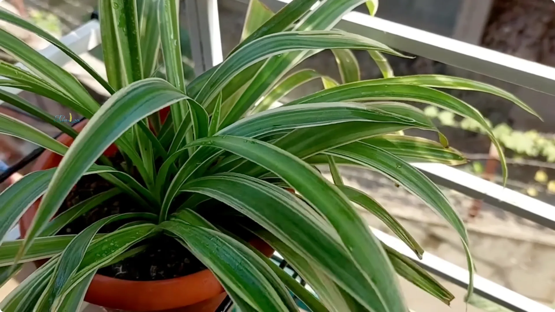 3 Common Spider Plant Care Mistakes to Avoid Indoors screenshot 7