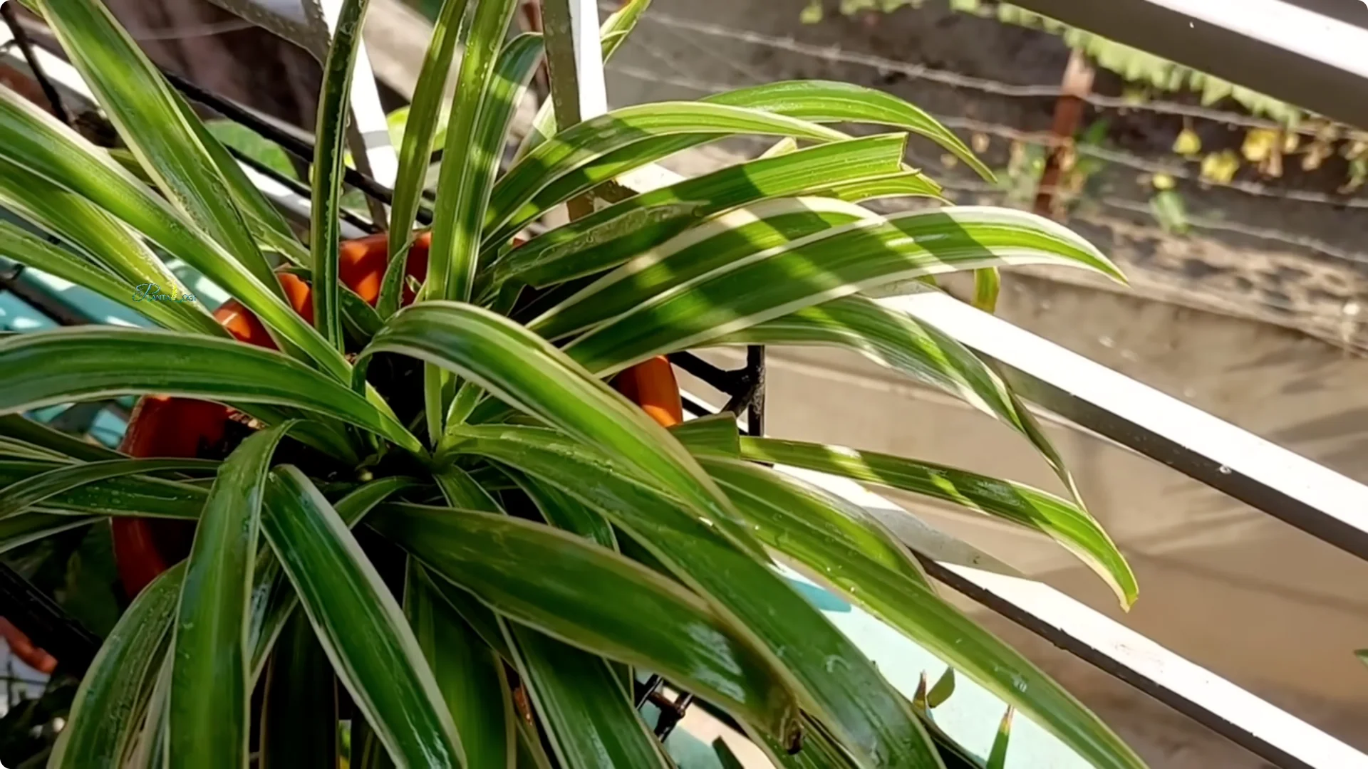 3 Common Spider Plant Care Mistakes to Avoid Indoors screenshot 8