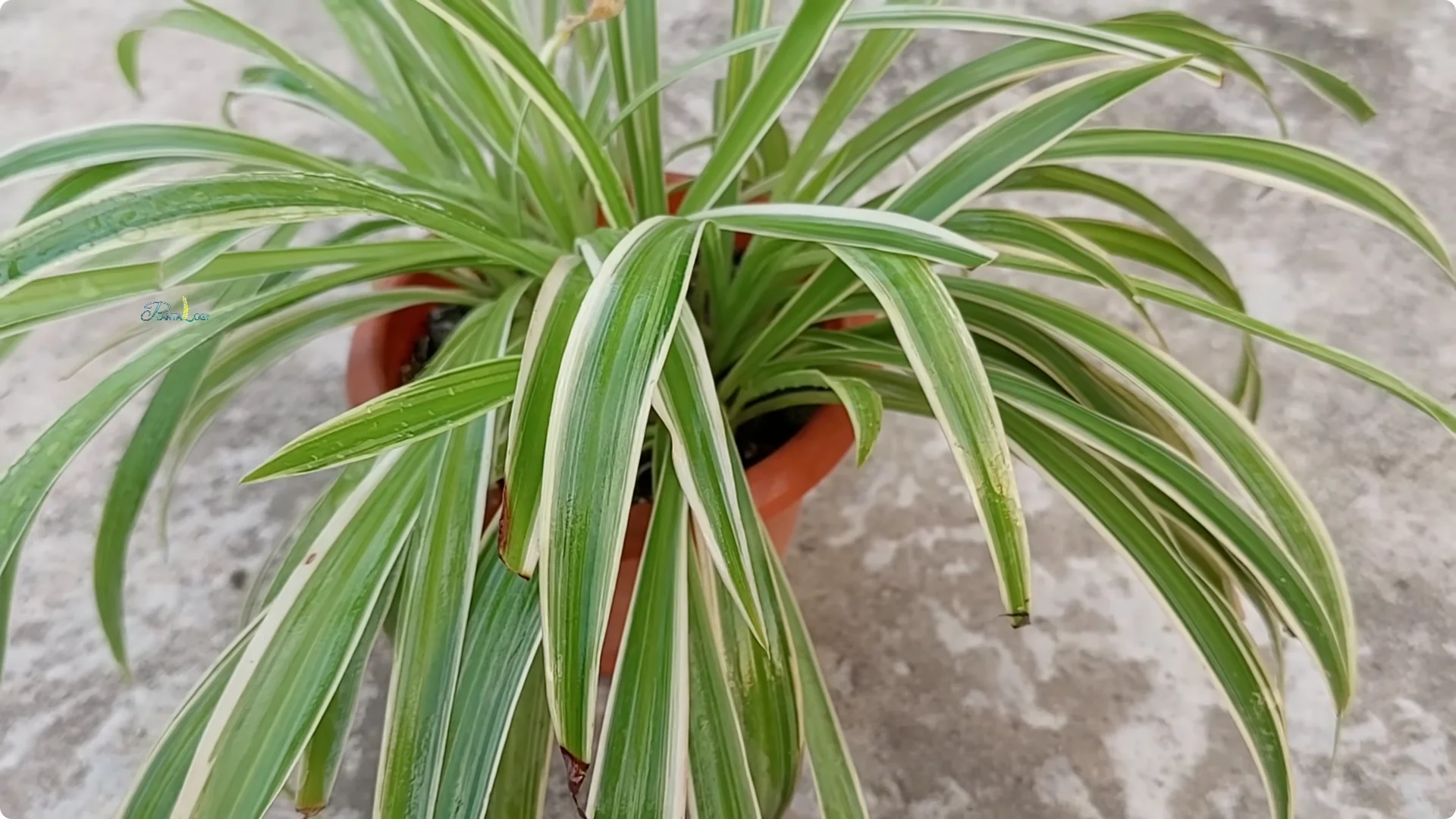3 Common Spider Plant Care Mistakes to Avoid Indoors screenshot 9