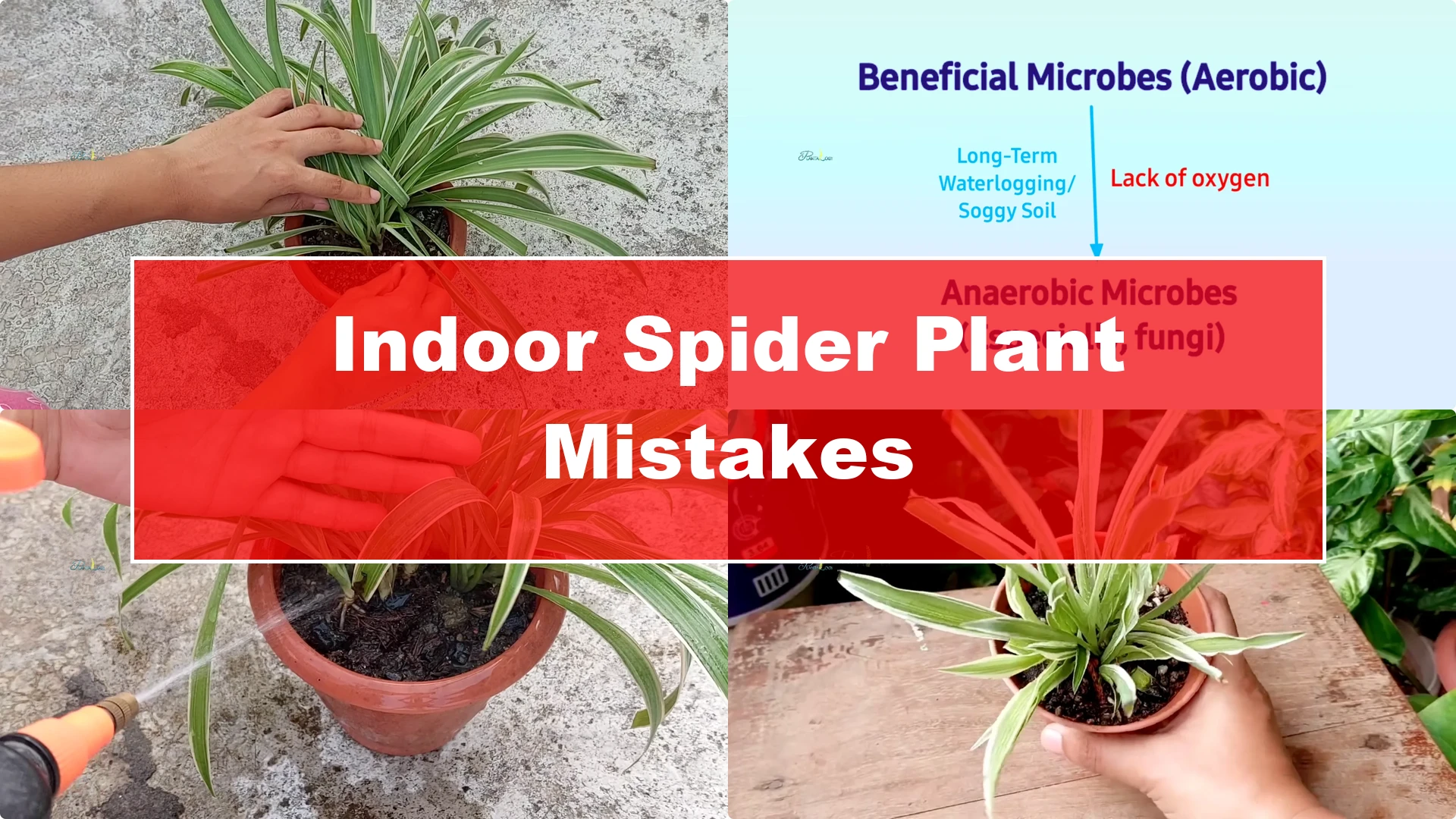 3 Common Spider Plant Care Mistakes to Avoid Indoors - Featured Image