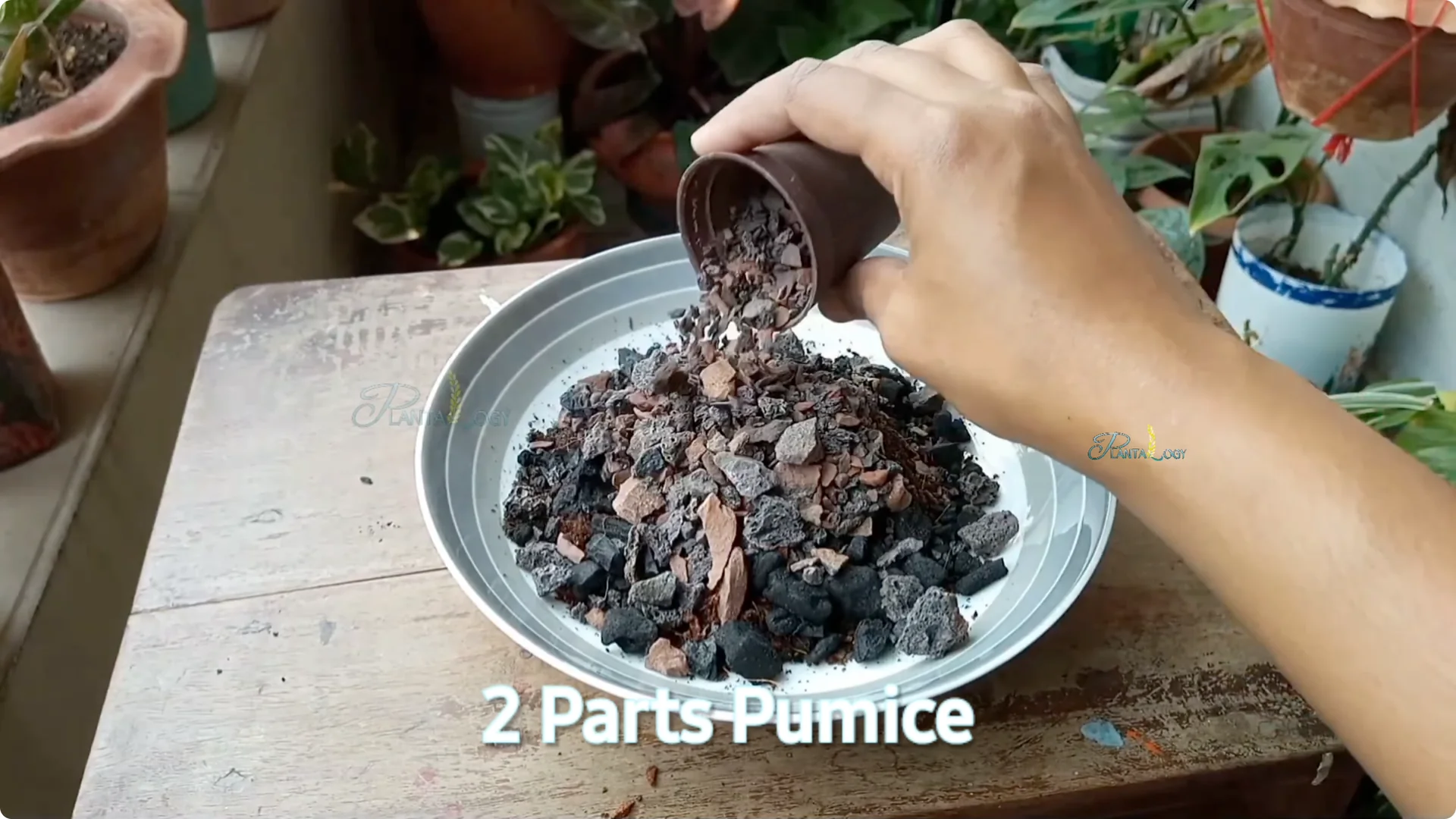 4 Key Aloe Vera Care Tips to Help Your Plant Thrive Indoors screenshot 1