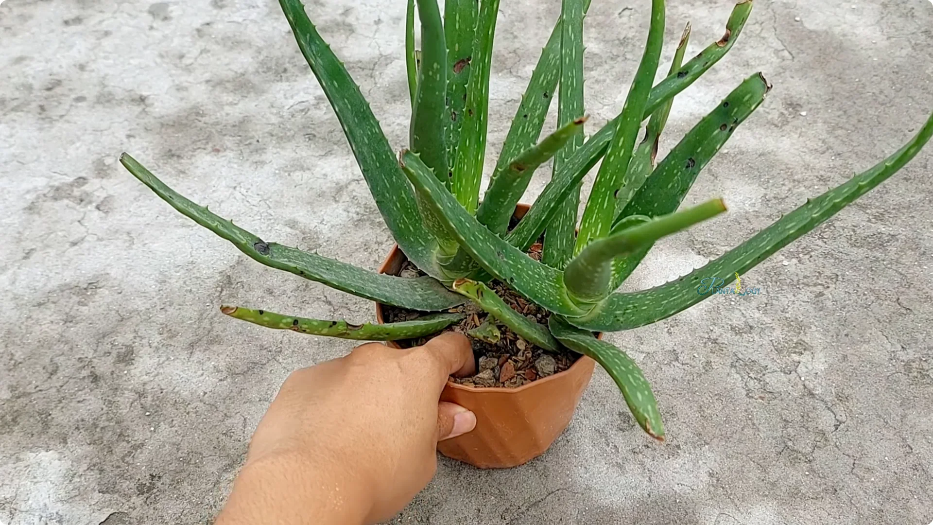 4 Key Aloe Vera Care Tips to Help Your Plant Thrive Indoors screenshot 2