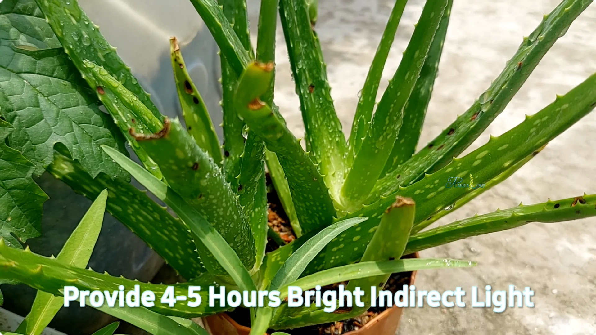 4 Key Aloe Vera Care Tips to Help Your Plant Thrive Indoors screenshot 3