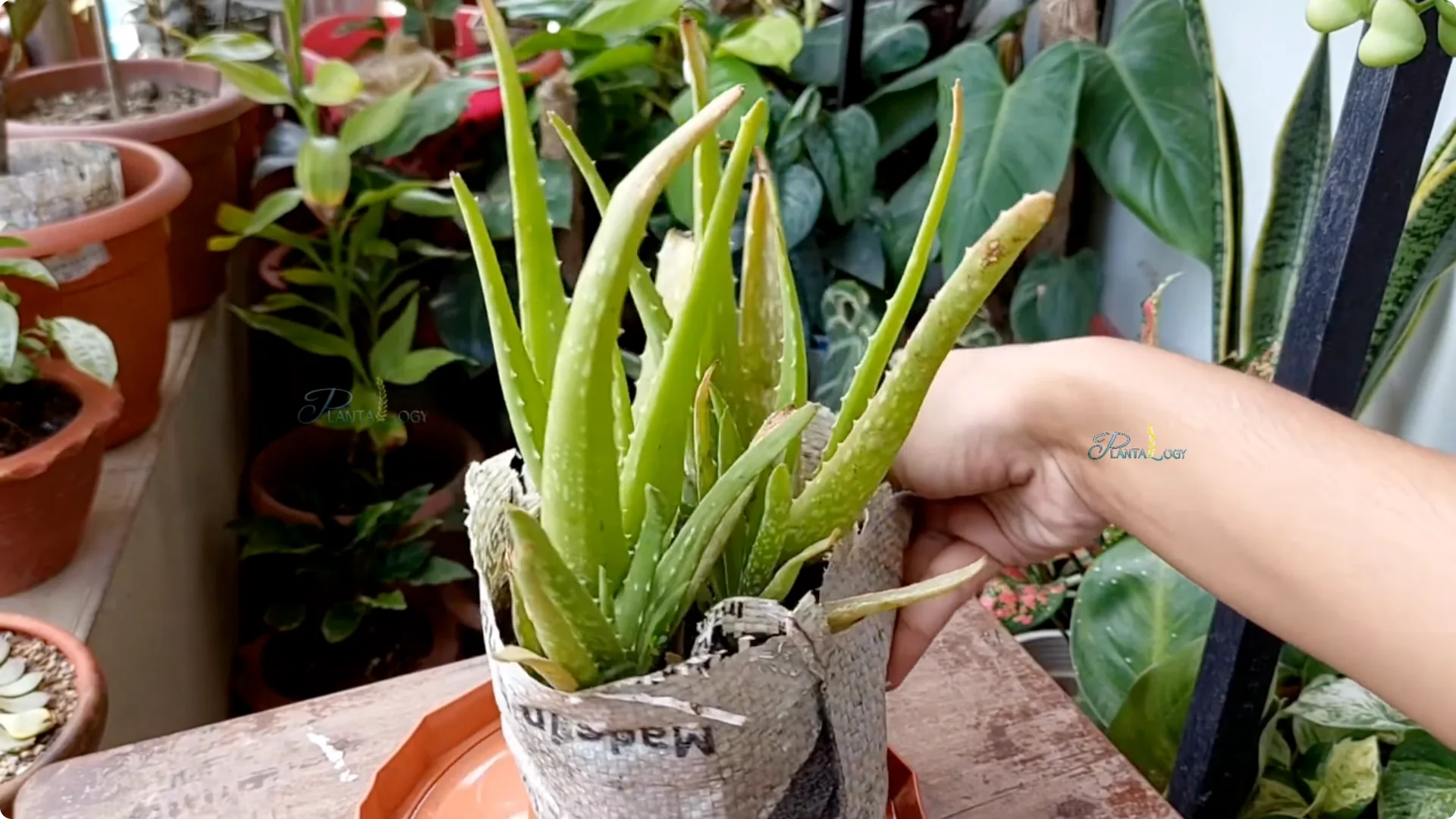 4 Key Aloe Vera Care Tips to Help Your Plant Thrive Indoors screenshot 4