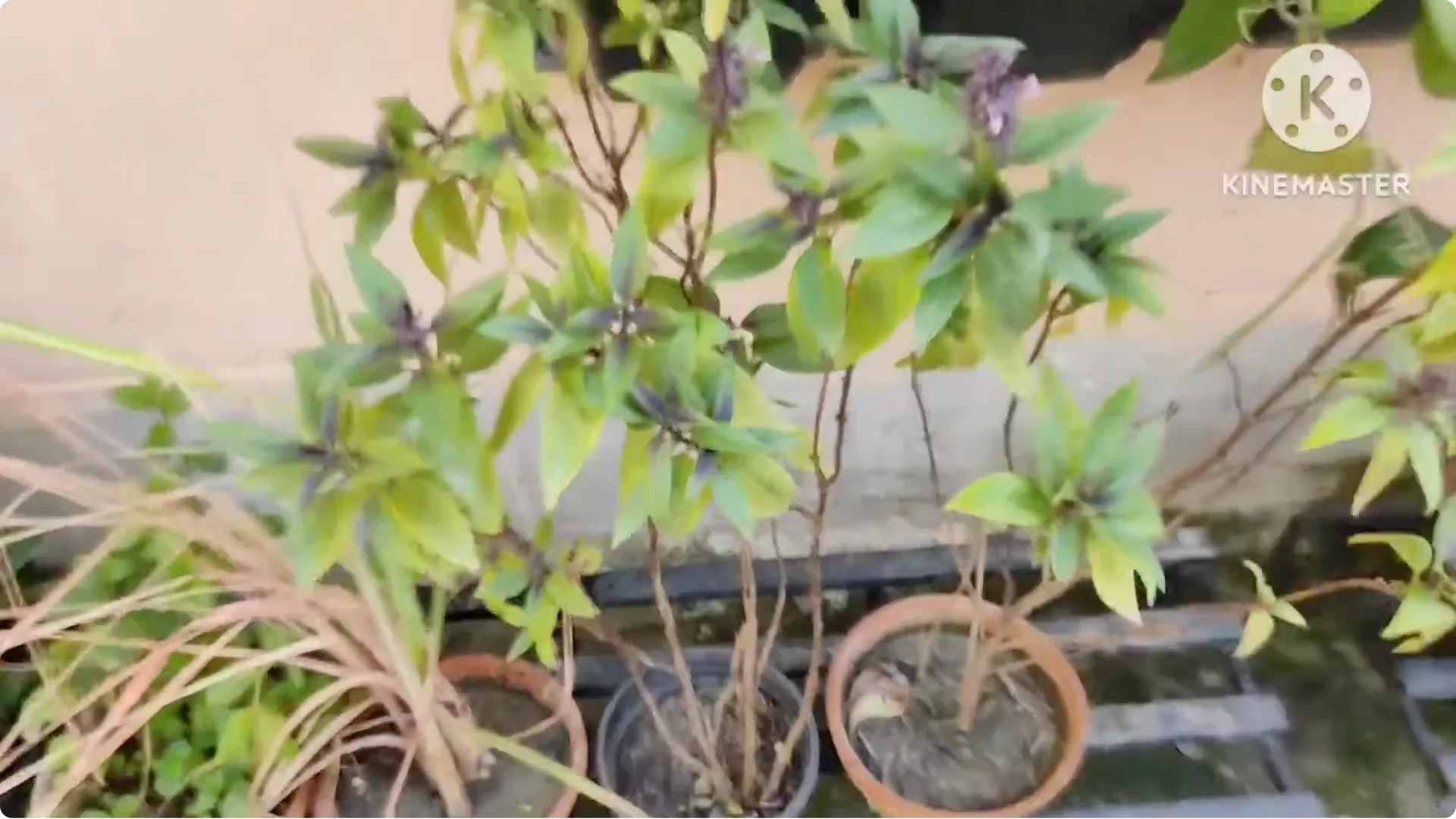 5 Essential Tips for Growing Healthy Thai Basil Plants screenshot 1