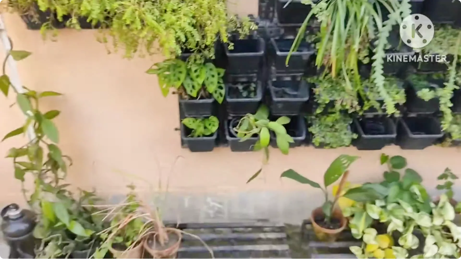 5 Essential Tips for Growing Healthy Thai Basil Plants screenshot 10