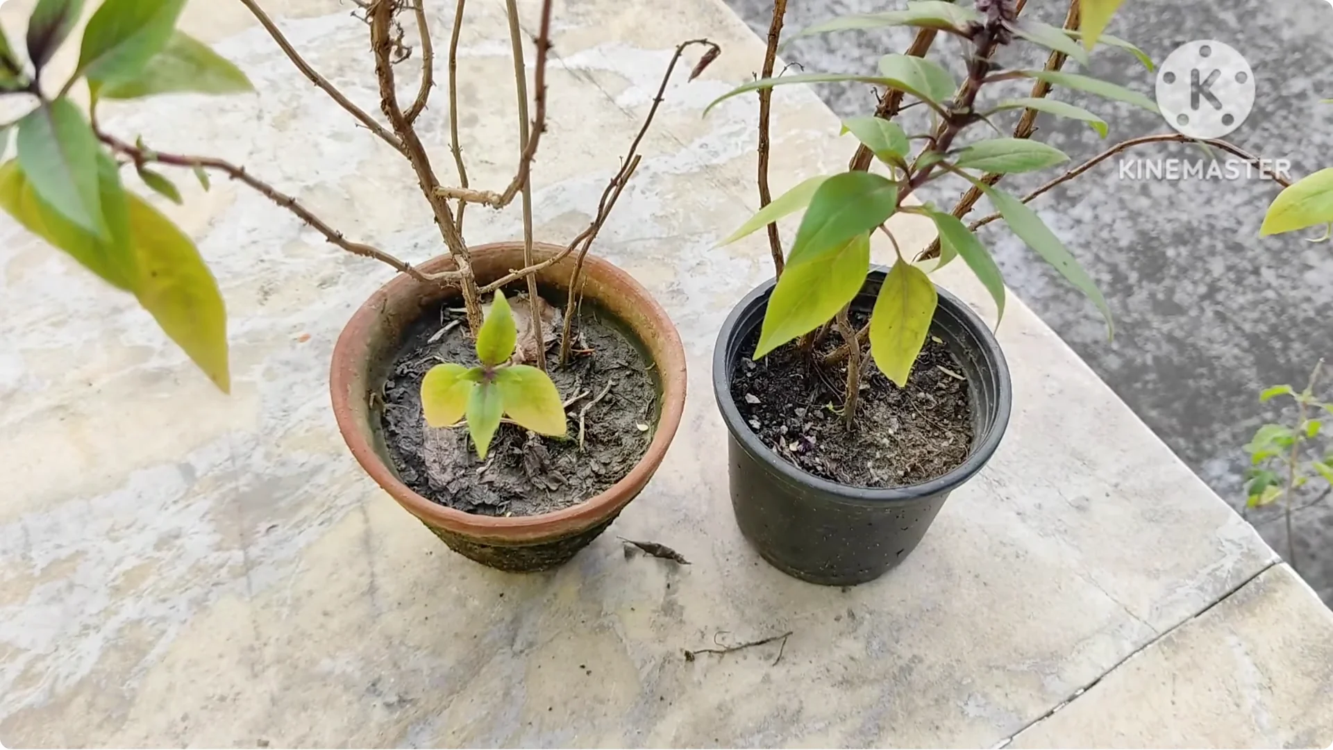 5 Essential Tips for Growing Healthy Thai Basil Plants screenshot 11