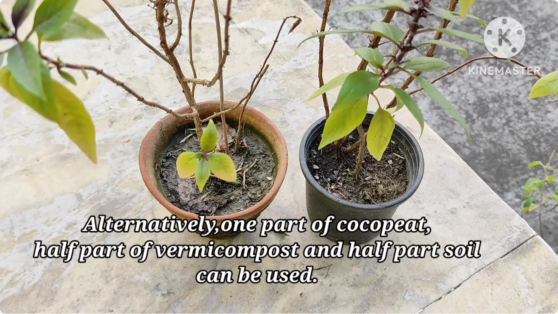 5 Essential Tips for Growing Healthy Thai Basil Plants screenshot 12