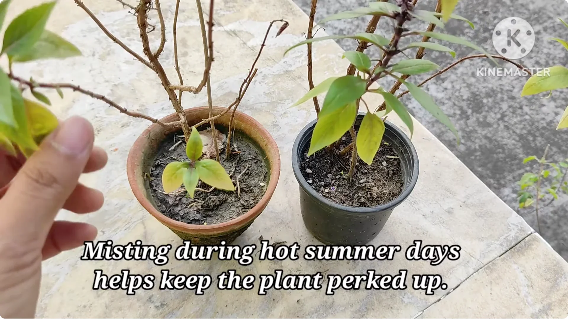 5 Essential Tips for Growing Healthy Thai Basil Plants screenshot 13