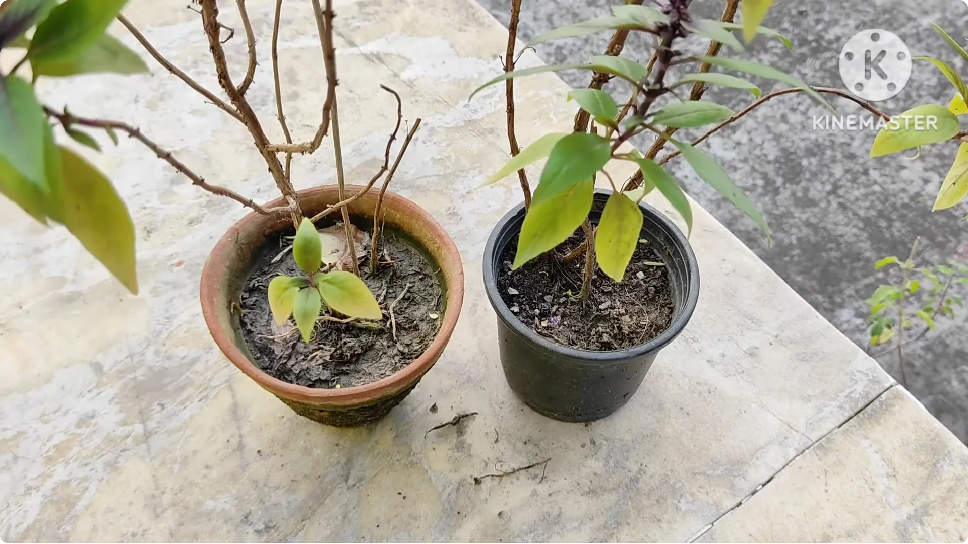 5 Essential Tips for Growing Healthy Thai Basil Plants screenshot 14