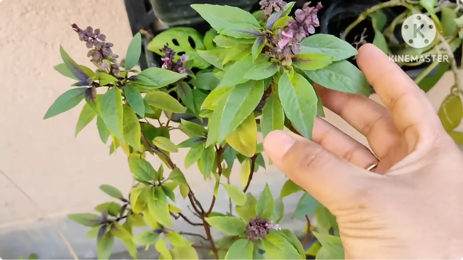 5 Essential Tips for Growing Healthy Thai Basil Plants screenshot 2