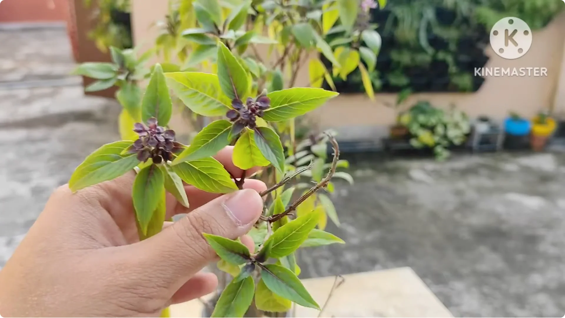 5 Essential Tips for Growing Healthy Thai Basil Plants screenshot 3