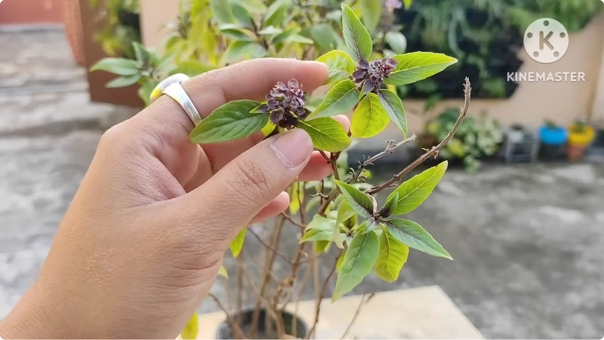 5 Essential Tips for Growing Healthy Thai Basil Plants screenshot 4