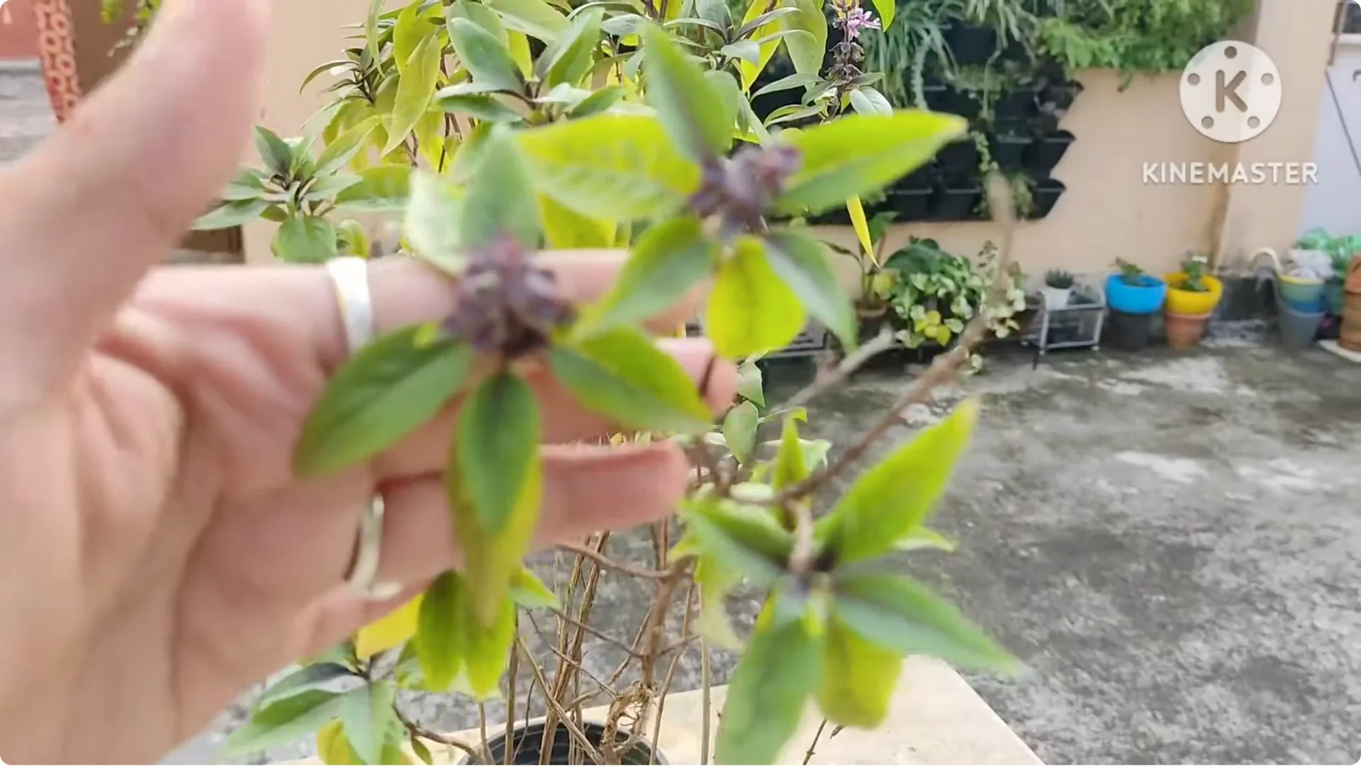 5 Essential Tips for Growing Healthy Thai Basil Plants screenshot 5