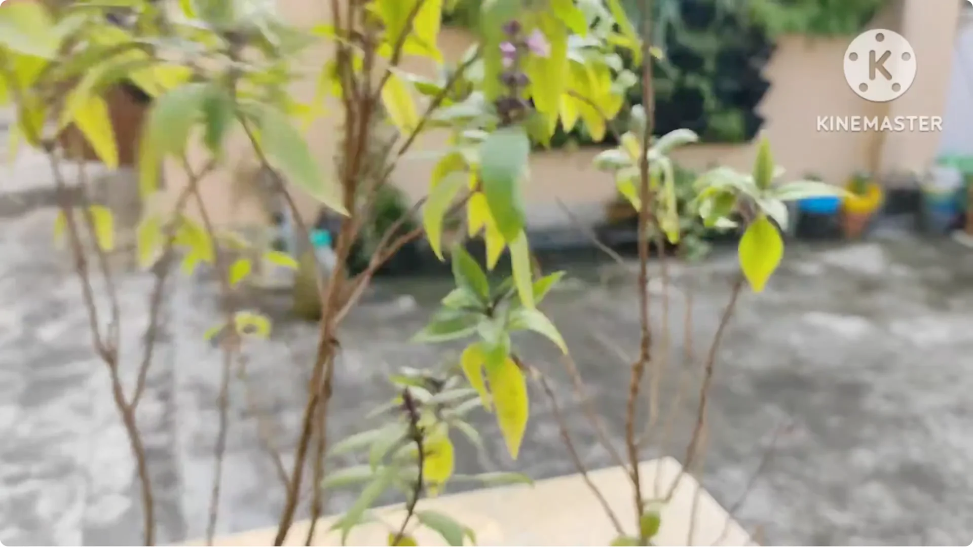 5 Essential Tips for Growing Healthy Thai Basil Plants screenshot 6