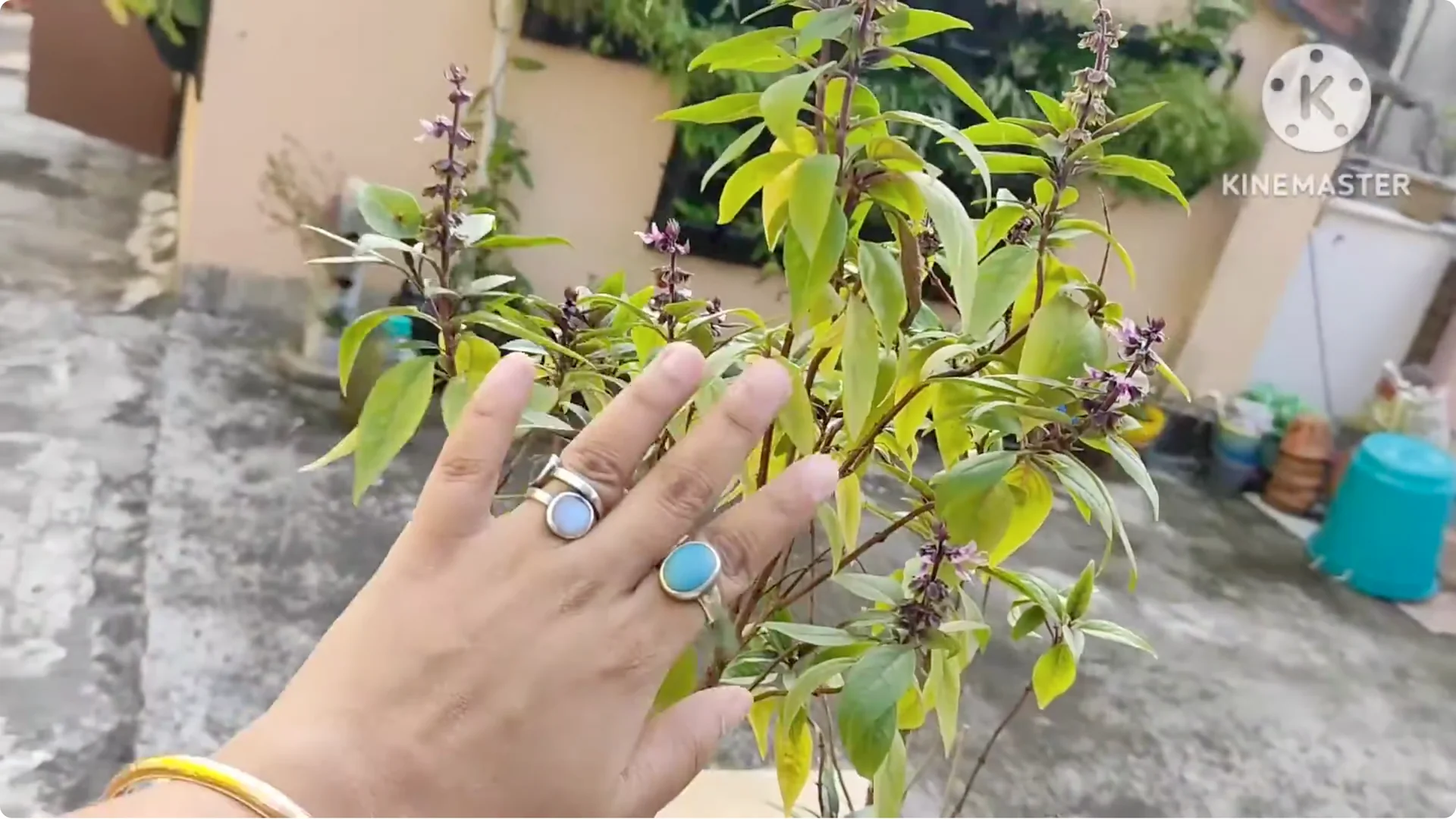 5 Essential Tips for Growing Healthy Thai Basil Plants screenshot 7