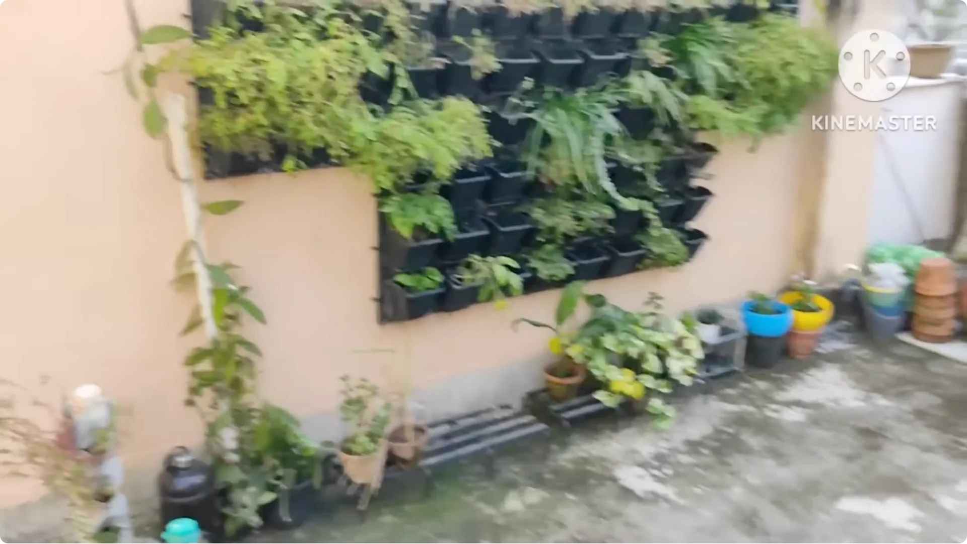 5 Essential Tips for Growing Healthy Thai Basil Plants screenshot 8