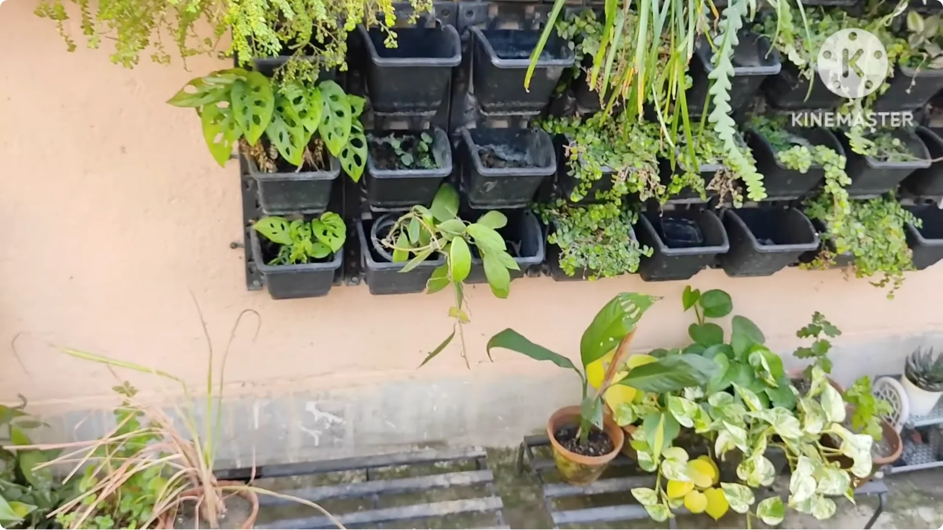 5 Essential Tips for Growing Healthy Thai Basil Plants screenshot 9