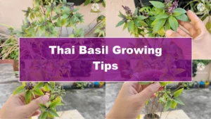 5 Essential Tips for Growing Healthy Thai Basil Plants - Featured Image