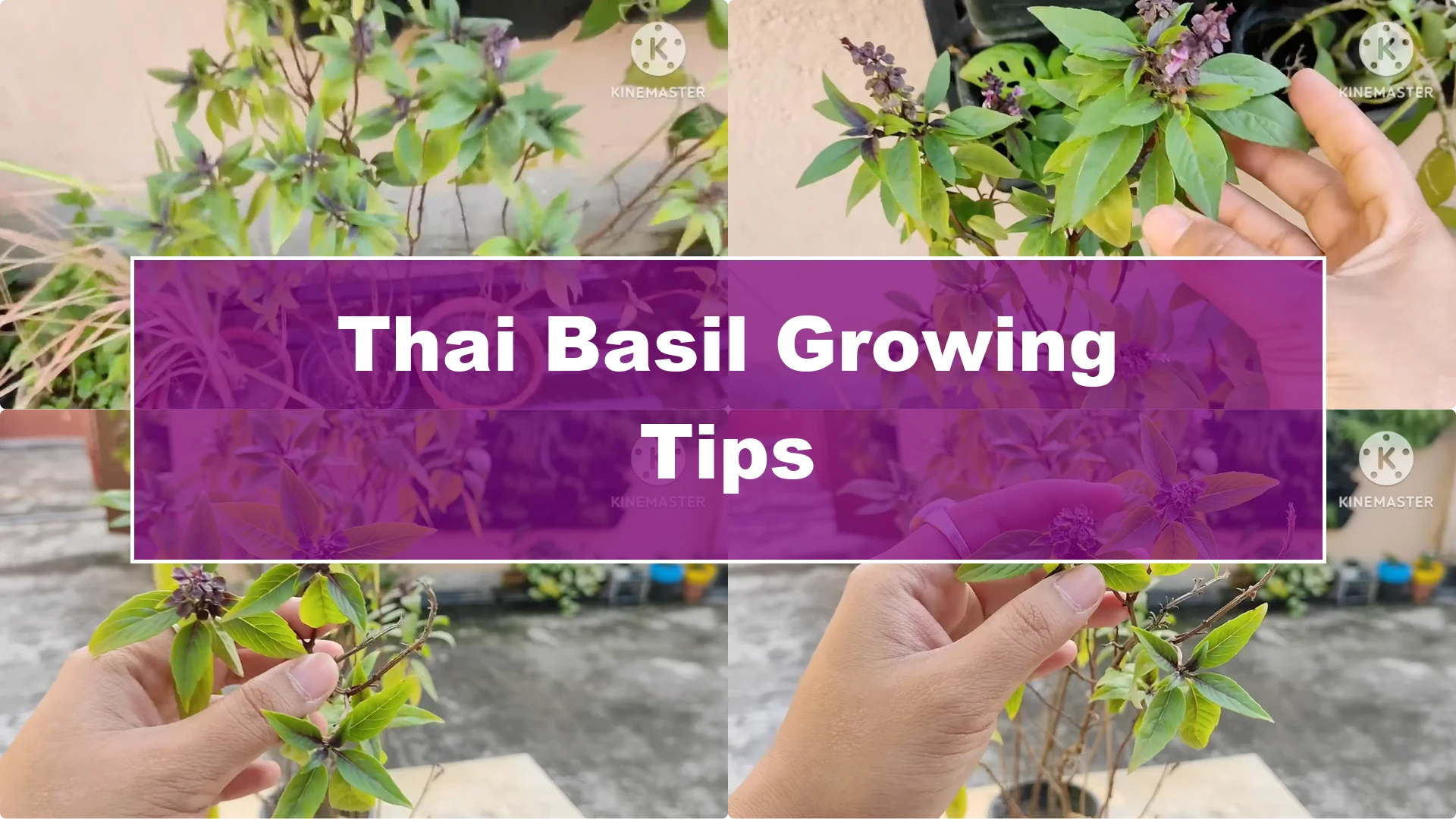 5 Essential Tips for Growing Healthy Thai Basil Plants - Featured Image