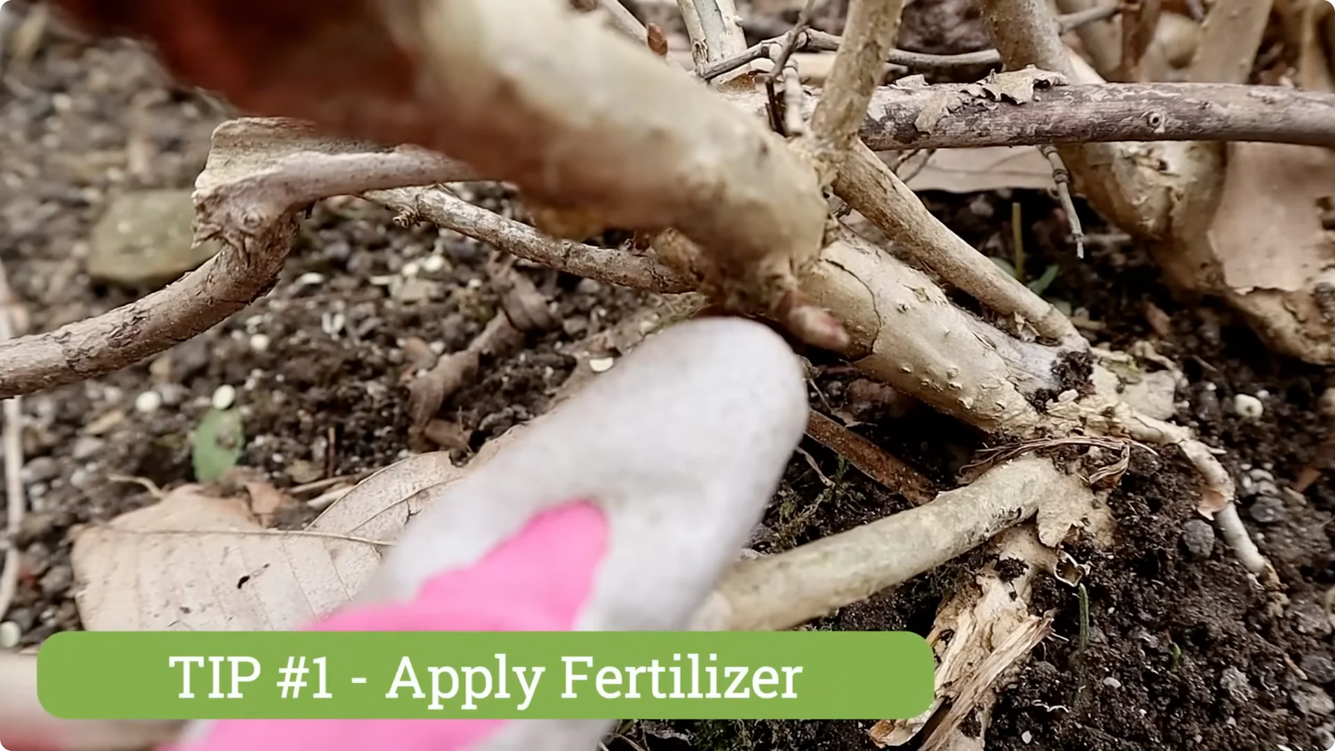 5 Essential Tips for Thriving Spring Hydrangeas screenshot 1