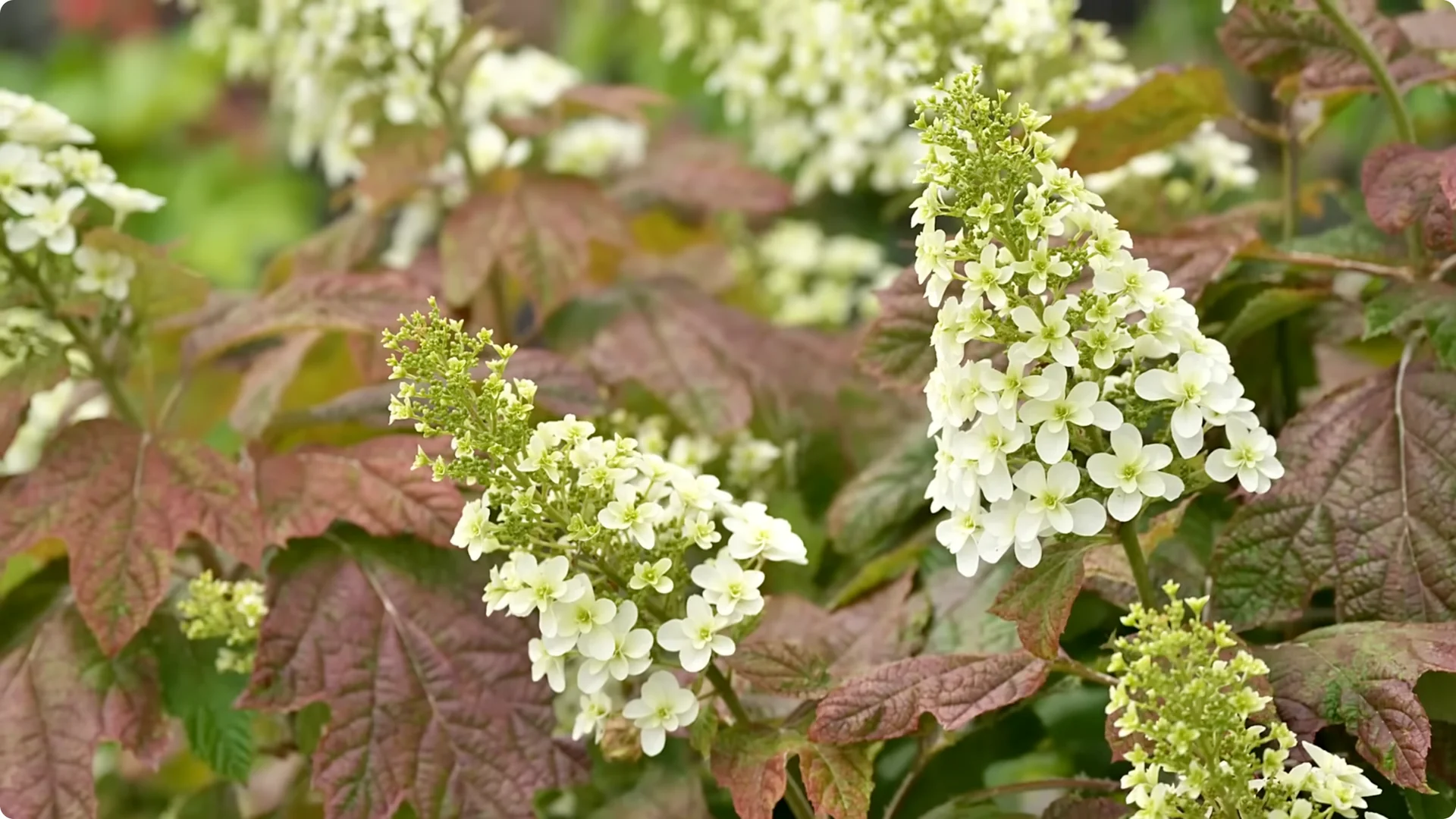 5 Essential Tips for Thriving Spring Hydrangeas screenshot 10