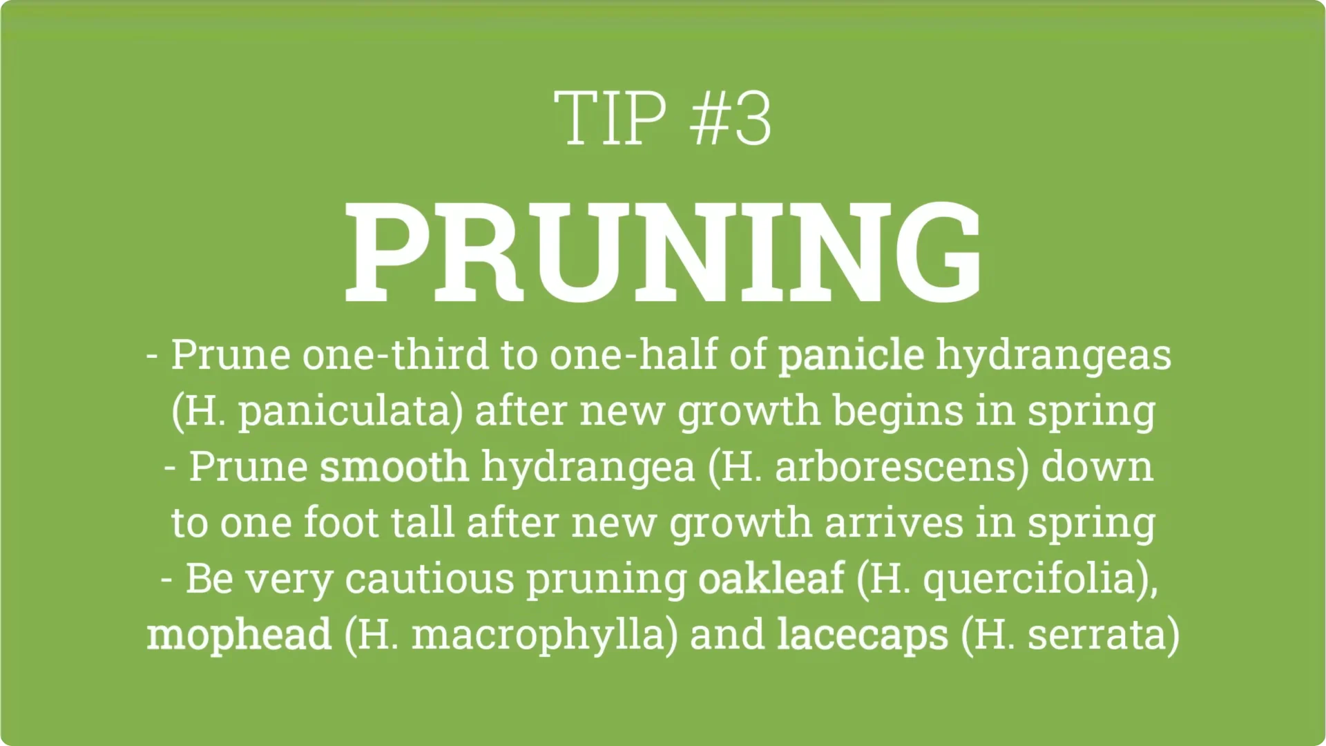 5 Essential Tips for Thriving Spring Hydrangeas screenshot 11