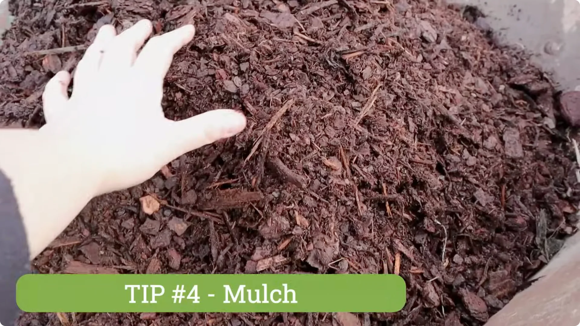 5 Essential Tips for Thriving Spring Hydrangeas screenshot 12
