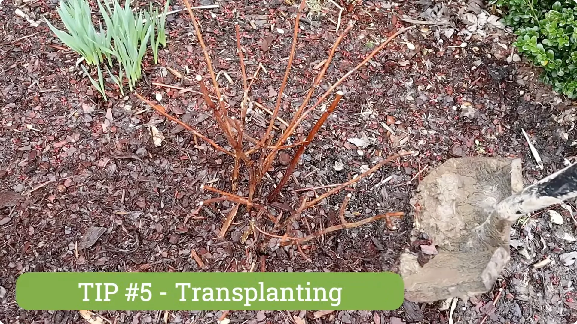 5 Essential Tips for Thriving Spring Hydrangeas screenshot 13