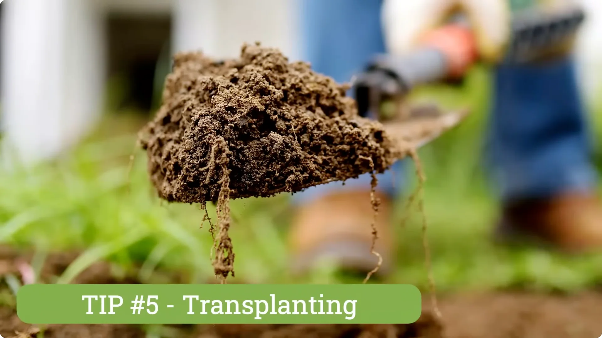 5 Essential Tips for Thriving Spring Hydrangeas screenshot 14