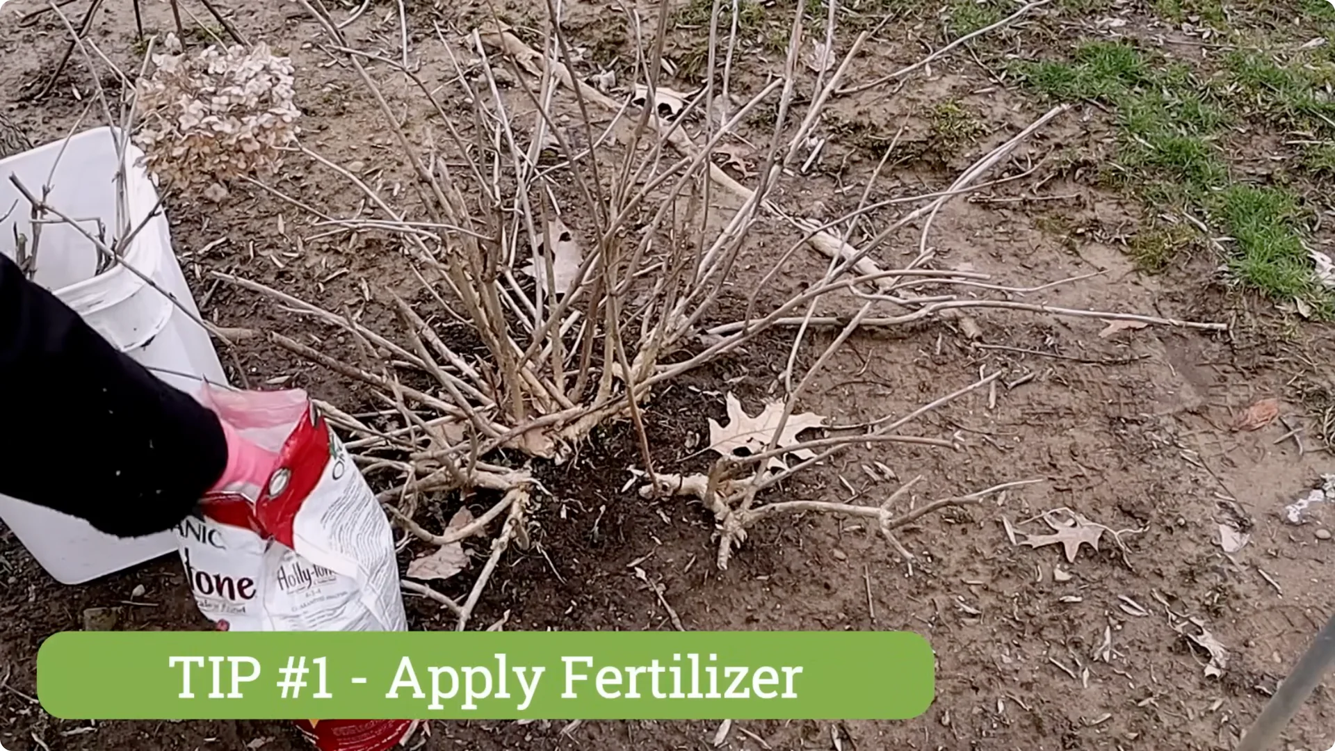 5 Essential Tips for Thriving Spring Hydrangeas screenshot 2