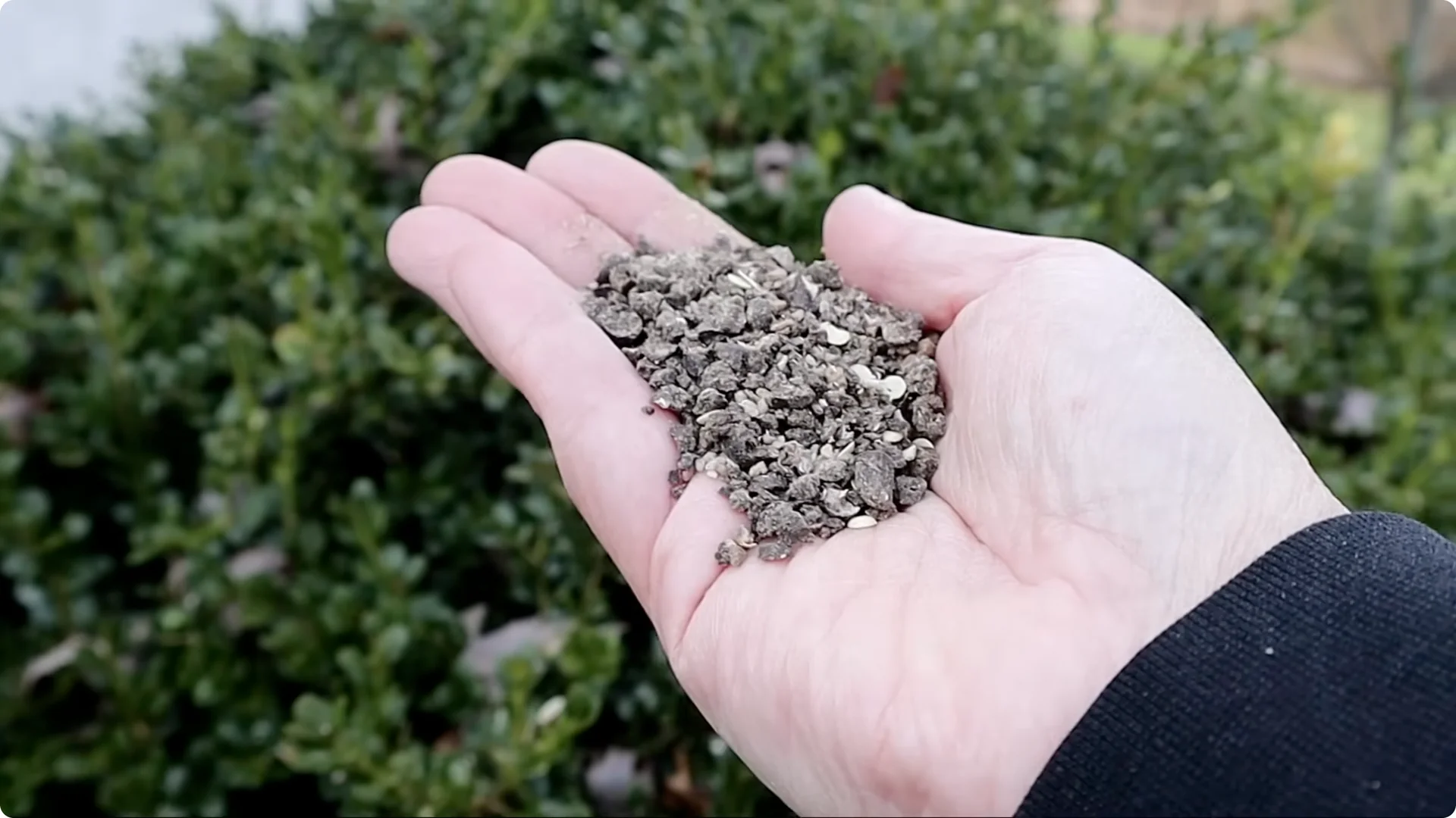 5 Essential Tips for Thriving Spring Hydrangeas screenshot 3