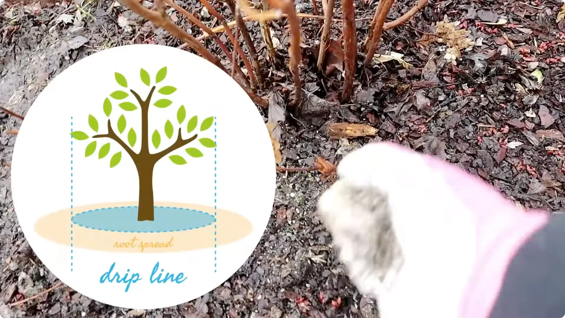 5 Essential Tips for Thriving Spring Hydrangeas screenshot 4