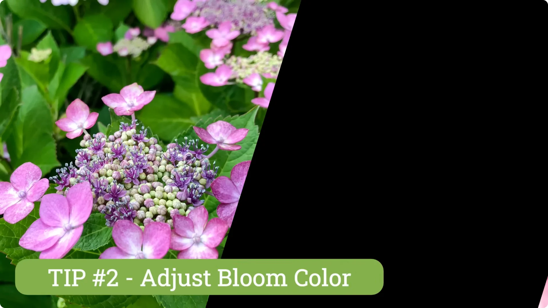 5 Essential Tips for Thriving Spring Hydrangeas screenshot 5