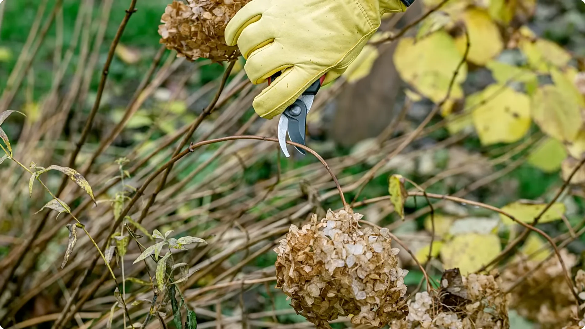 5 Essential Tips for Thriving Spring Hydrangeas screenshot 6