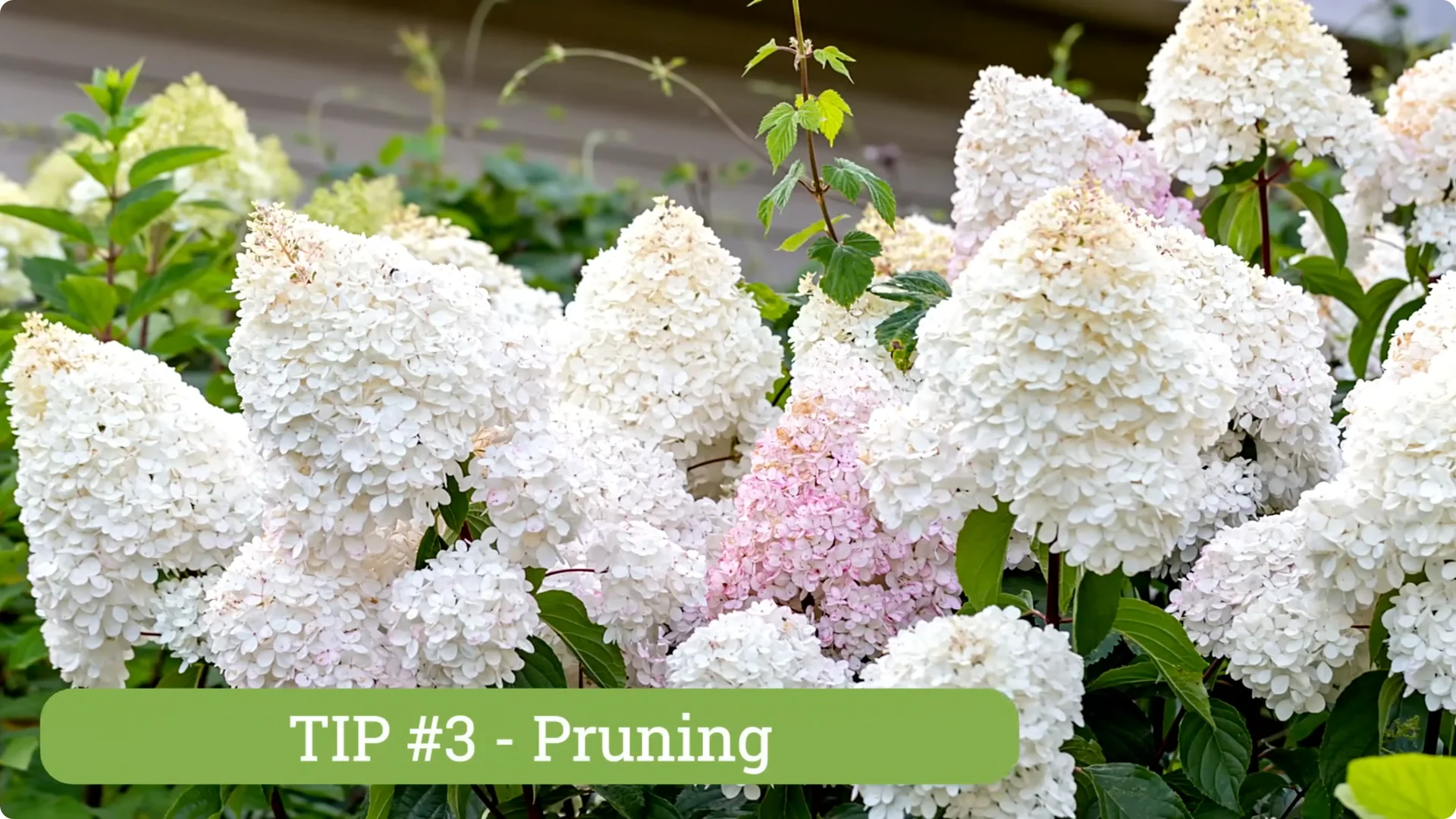 5 Essential Tips for Thriving Spring Hydrangeas screenshot 7